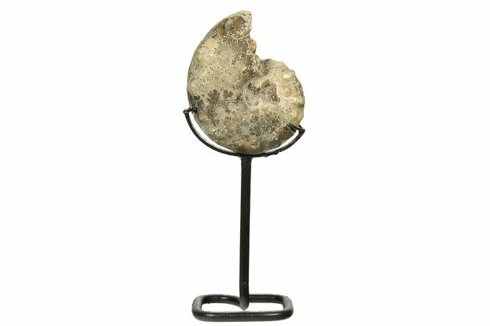 Cretaceous Ammonite (Mammites) Fossil with Metal Stand - Morocco #274599